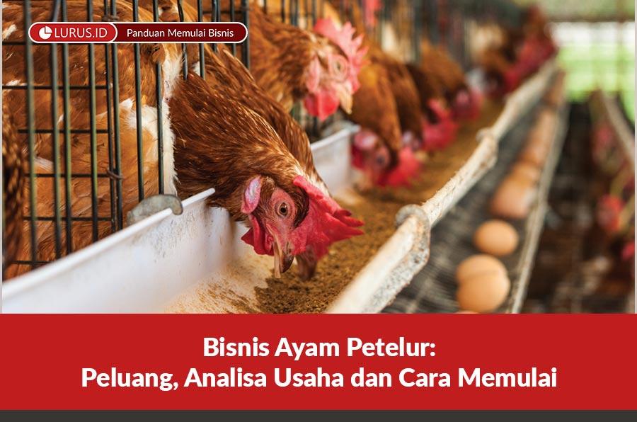 Peluang Usaha Analisa Bisnis Ayam Petelur dan Cara Memulai